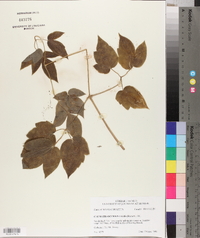 Clematis occidentalis image