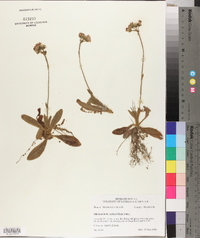 Hieracium aurantiacum image