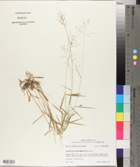 Dichanthelium acuminatum subsp. columbianum image