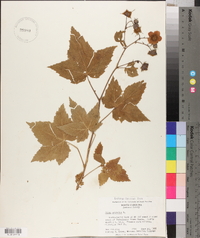 Rubus odoratus image