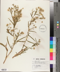 Symphyotrichum lanceolatum var. lanceolatum image