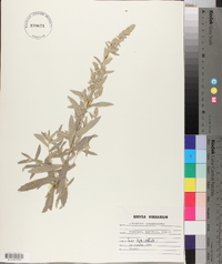 Artemisia gnaphaloides image