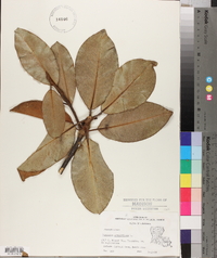 Magnolia grandiflora image