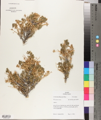 Artemisia arbuscula image