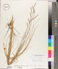 Spartina patens image