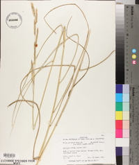 Spartina patens image