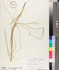 Spartina patens image