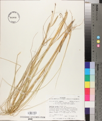 Spartina patens image