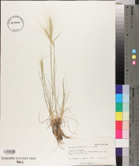 Elymus elymoides subsp. elymoides image