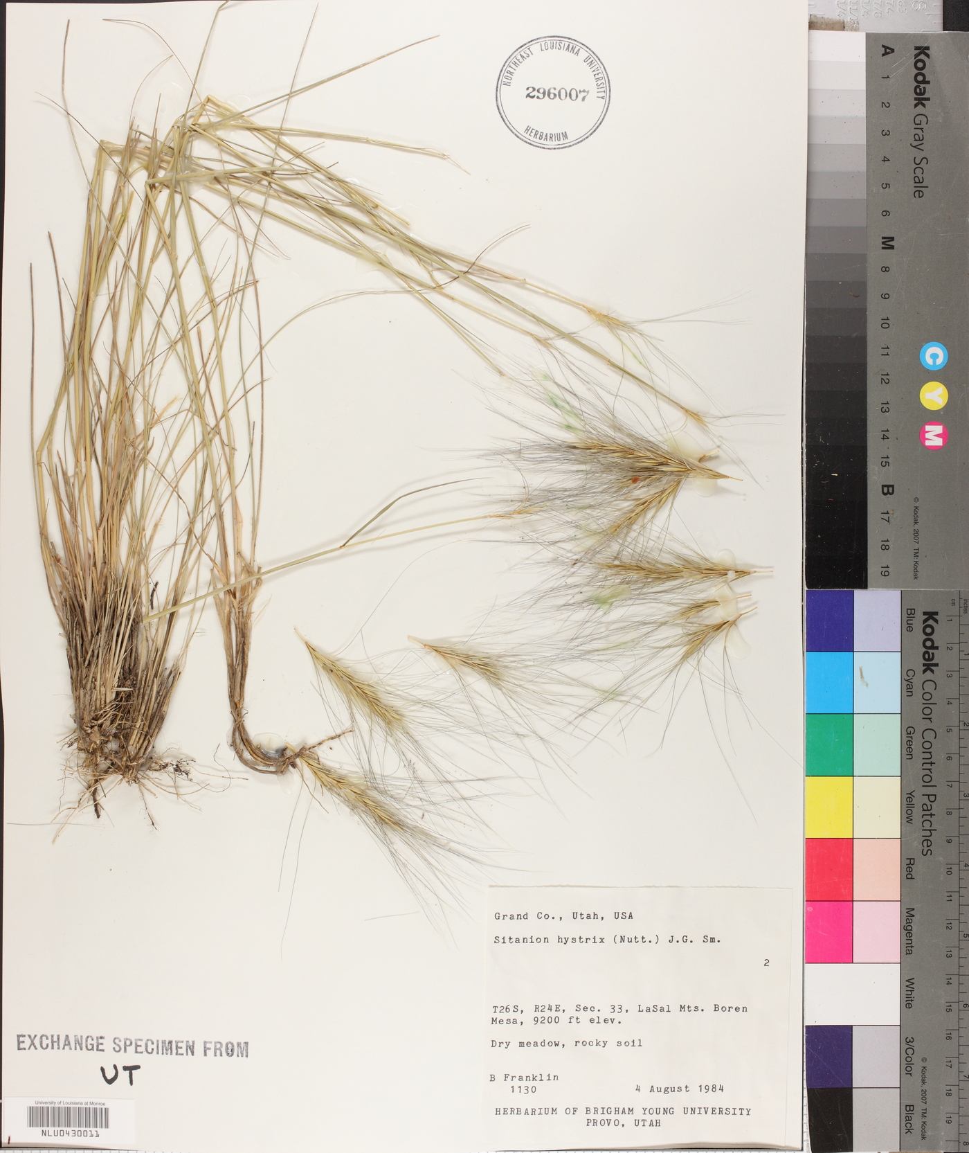 Elymus elymoides subsp. elymoides image