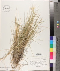 Elymus elymoides subsp. elymoides image