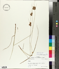 Cyperus reflexus image