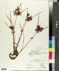 Cyperus flavicomus image