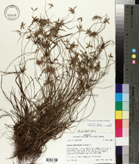Cyperus grayioides image