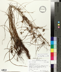 Cyperus grayioides image