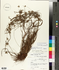 Cyperus grayioides image