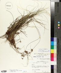 Cyperus grayioides image