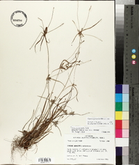 Cyperus grayioides image