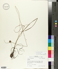 Cyperus filiculmis image