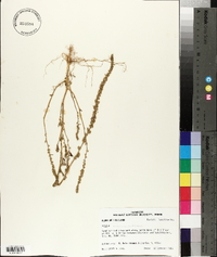 Amaranthus tuberculatus image