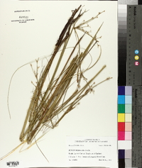 Juncus nodatus image