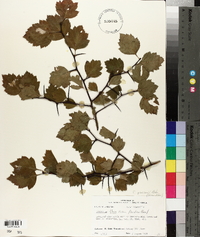 Crataegus pearsonii image