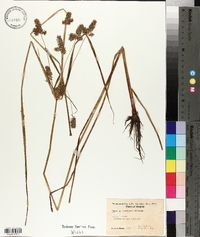 Cyperus flavicomus image