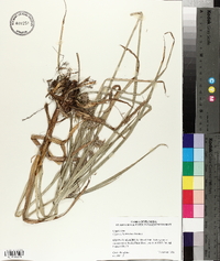 Cyperus hystricinus image