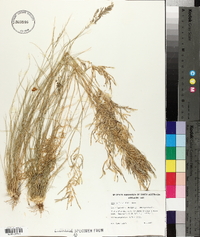 Eragrostis setifolia image