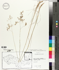 Deschampsia flexuosa image