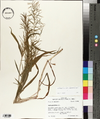 Paspalum repens image