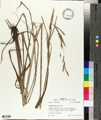 Paspalum urvillei image