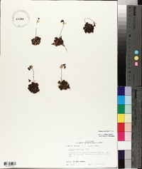 Drosera brevifolia image