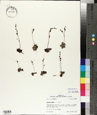 Drosera brevifolia image