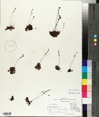 Drosera brevifolia image