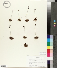 Drosera brevifolia image