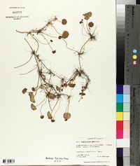 Hydrocotyle umbellata image