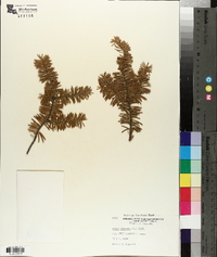 Abies balsamea image