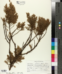 Chamaecyparis thyoides image