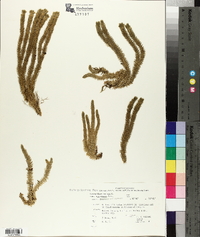 Lycopodium selago var. appressum image