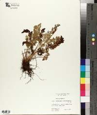 Cryptogramma acrostichoides image