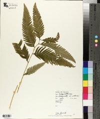 Selaginella wallichii image