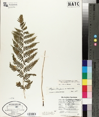 Athyrium filix-femina subsp. asplenioides image