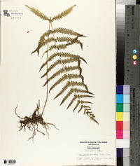 Thelypteris kunthii image