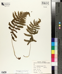 Thelypteris kunthii image