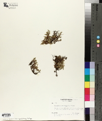 Selaginella rupestris image