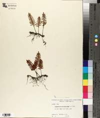 Polypodium polypodioides image