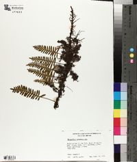 Polypodium polypodioides image