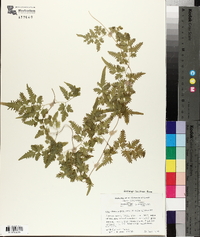 Lygodium japonicum image