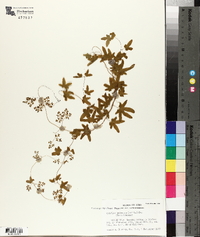 Lygodium palmatum image